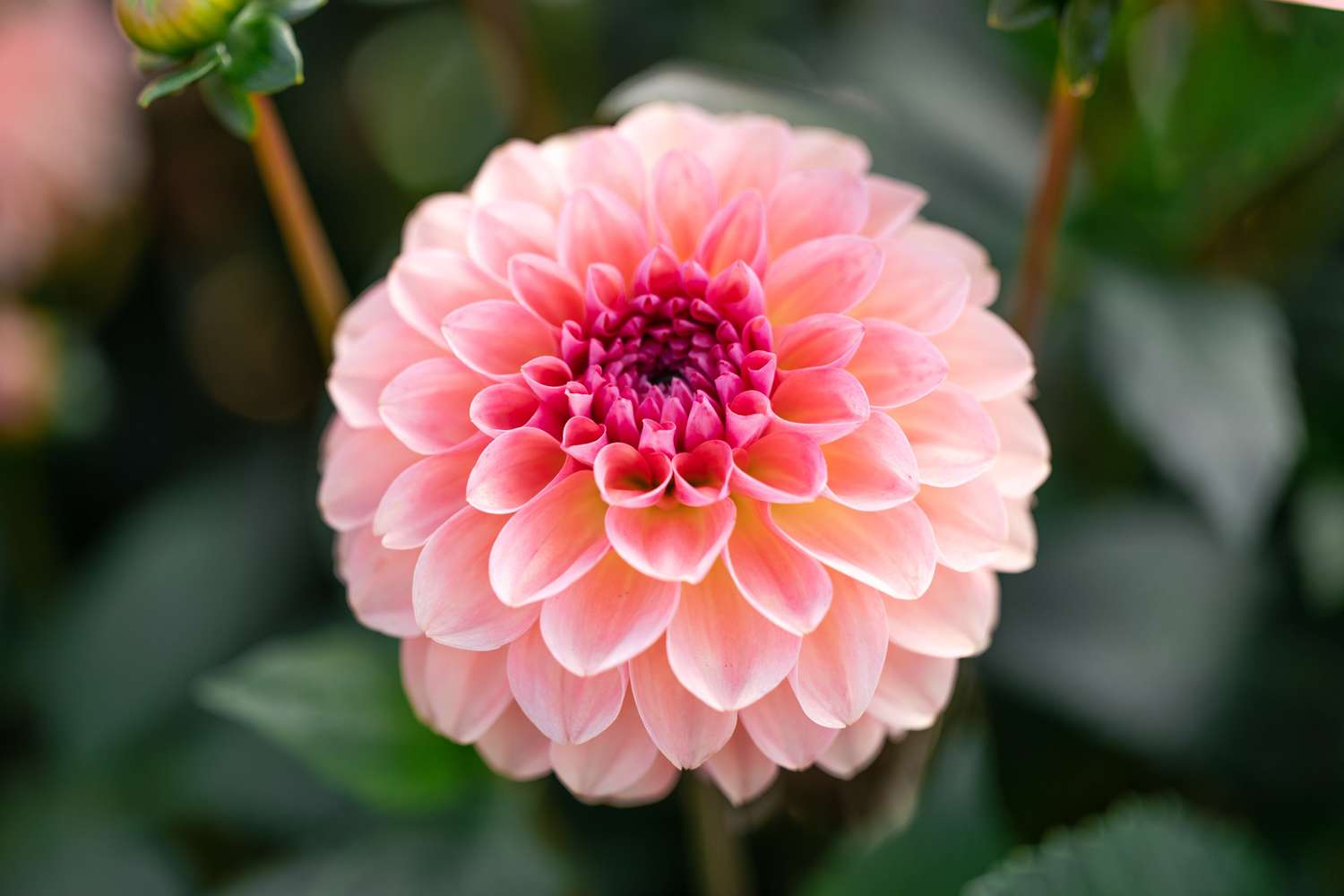 Dahlie 'Sebastian'